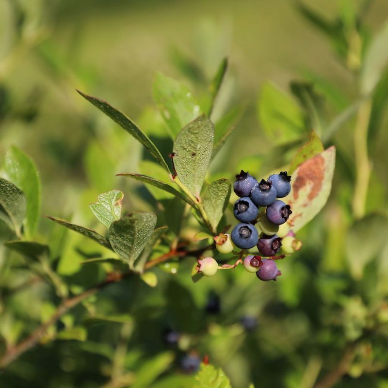 Blueberry Bush (Vaccinium)