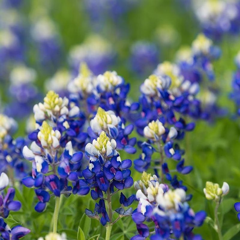 Bluebonnet (Lupinus texensis)