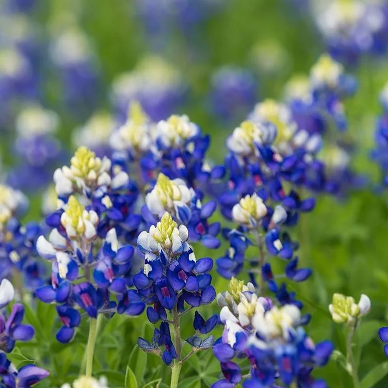 Bluebonnet (Lupinus texensis)