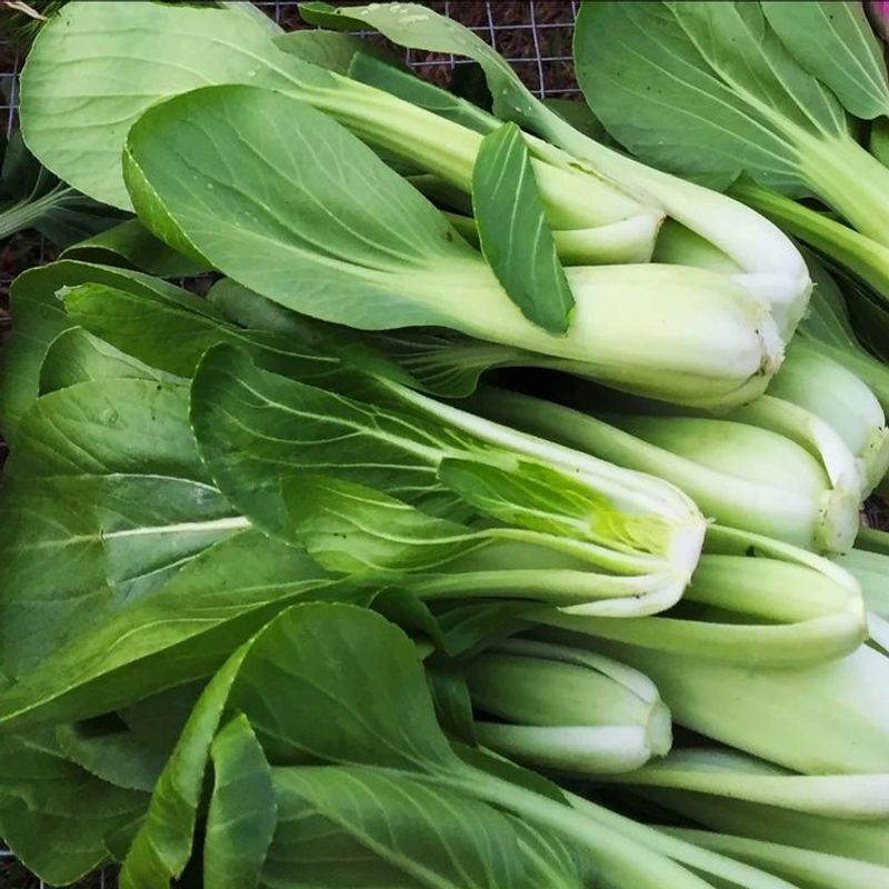 Bok Choy