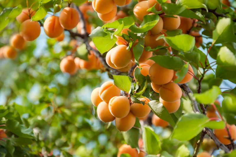 Apricot Trees