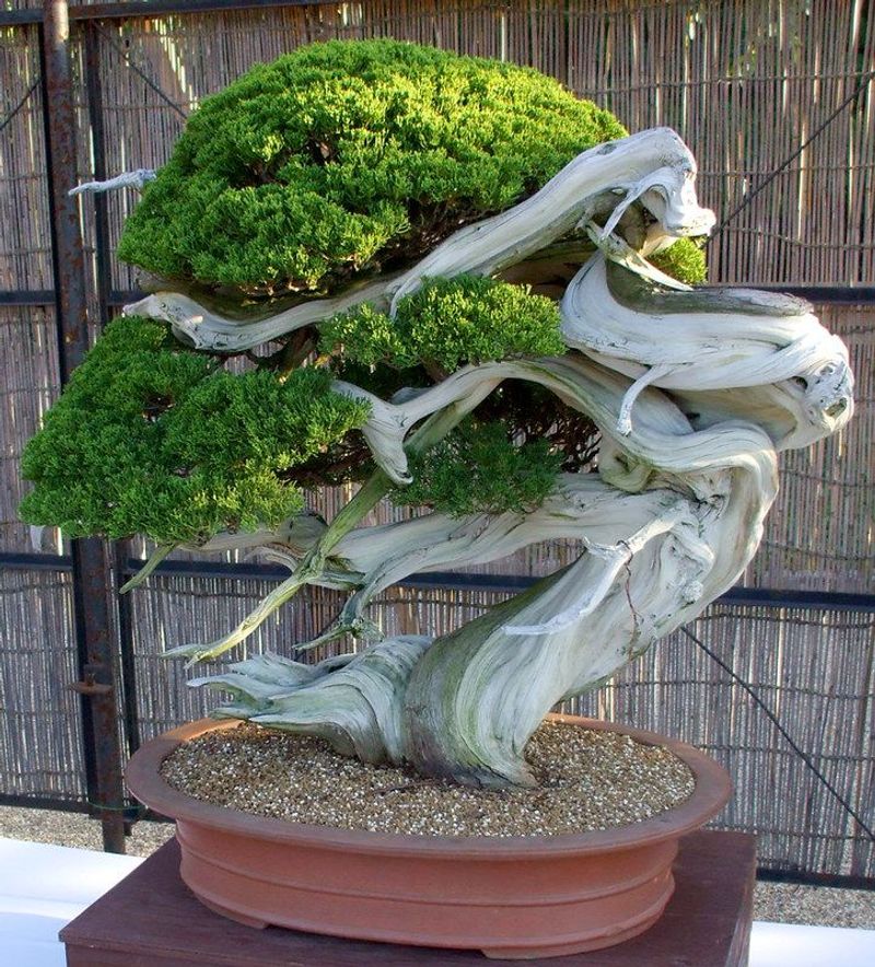 Bonsai Tree