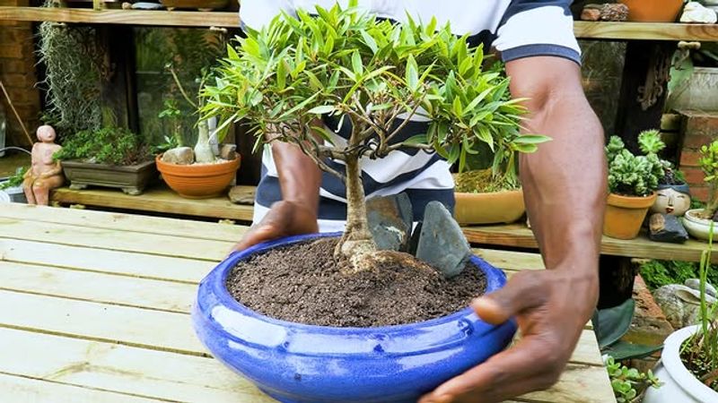 Bonsai Tree in a Container