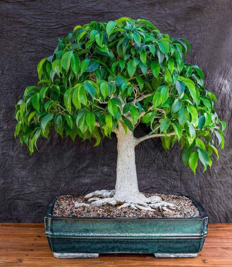 Bonsai Tree