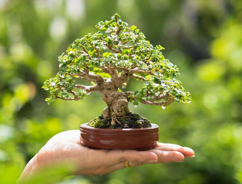 Bonsai Trees