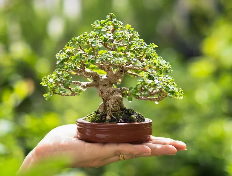 Bonsai Trees