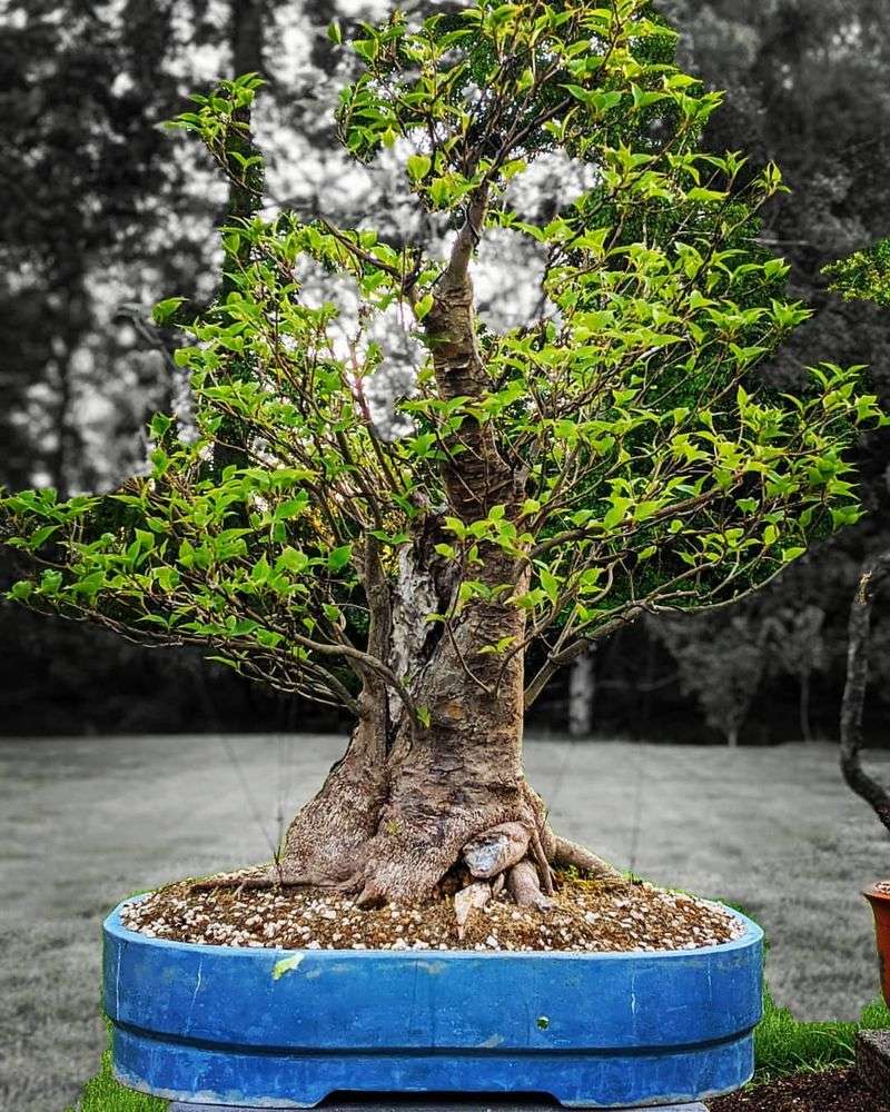 Bonsai Trees
