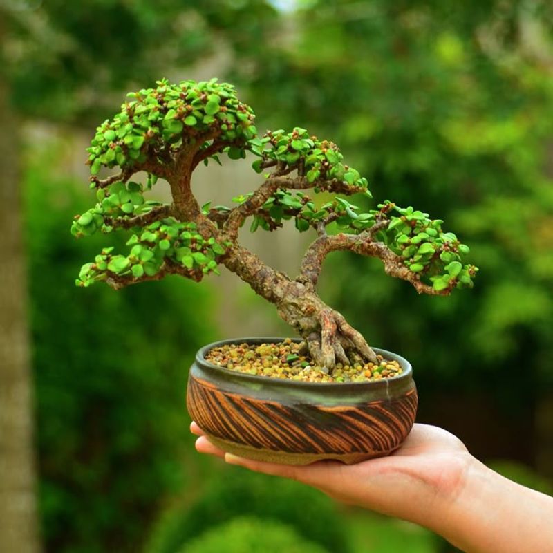 Bonsai