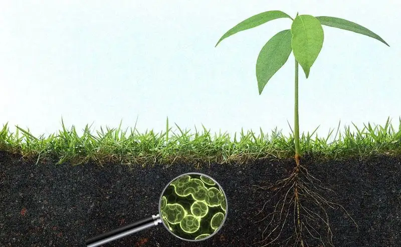 Promotes Beneficial Microbial Activity