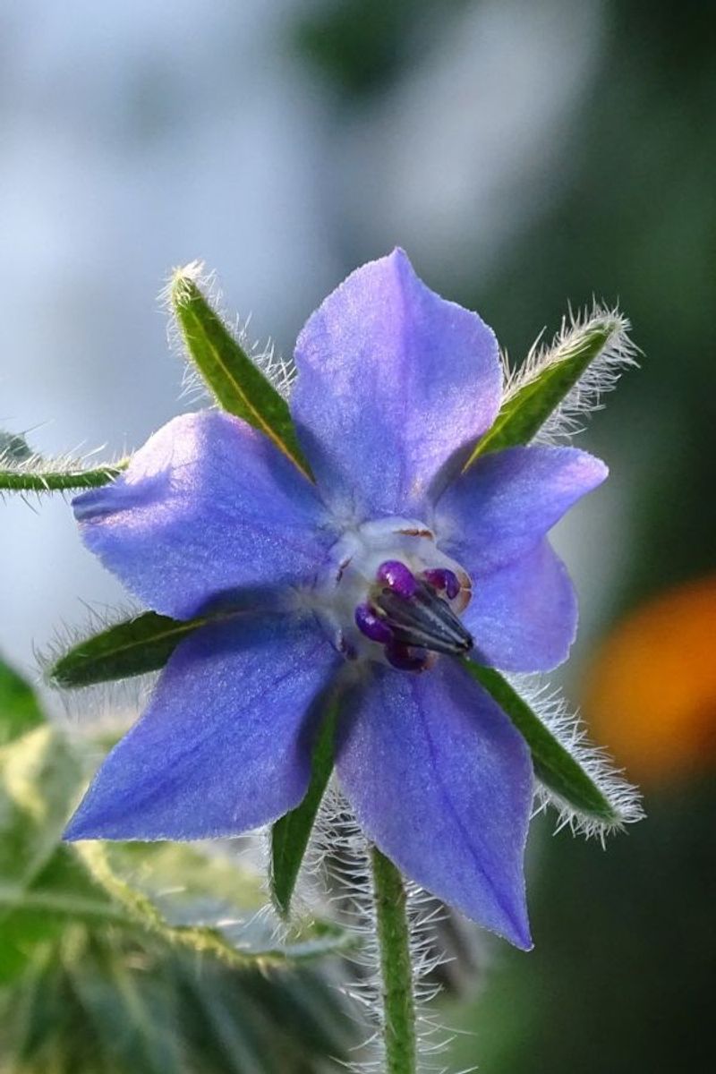 Borage