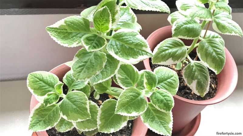 Borage