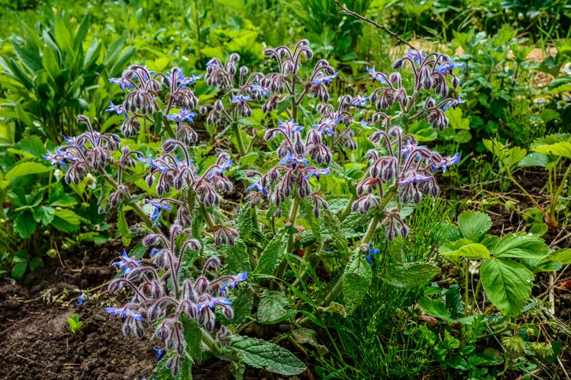 Borage