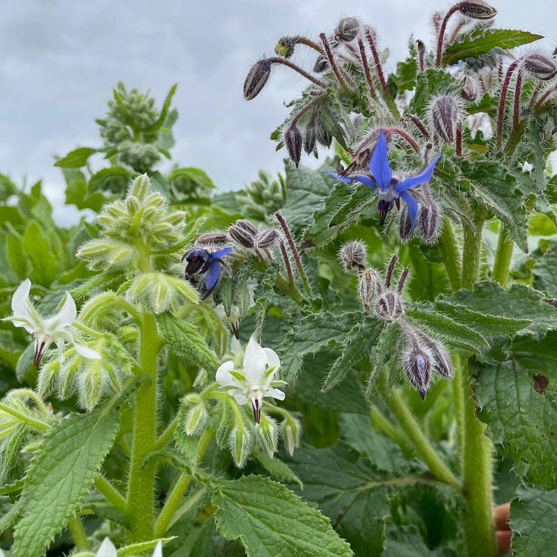 Borage