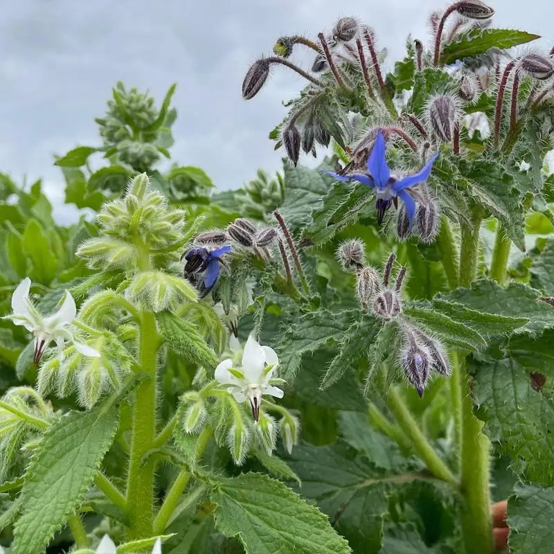 Borage