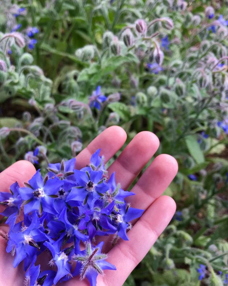 Borage