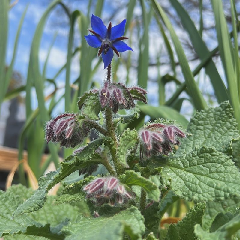 Borage