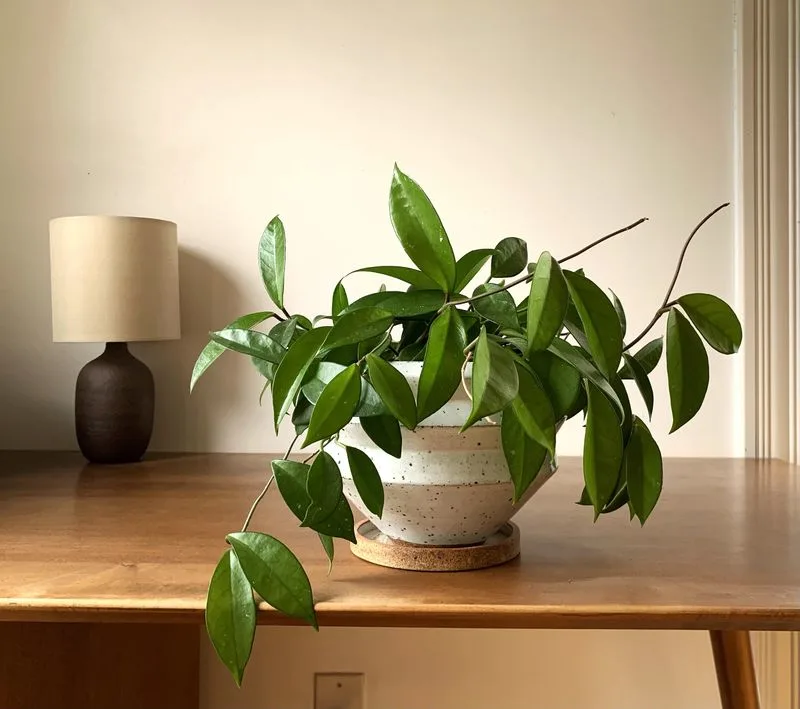 Hoya
