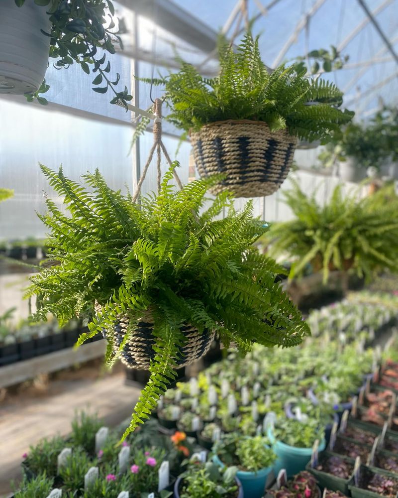 Boston Fern