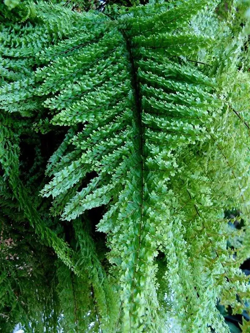 Boston Fern