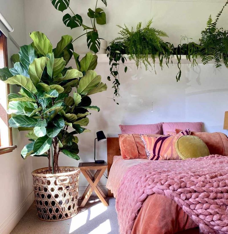 Boston Fern