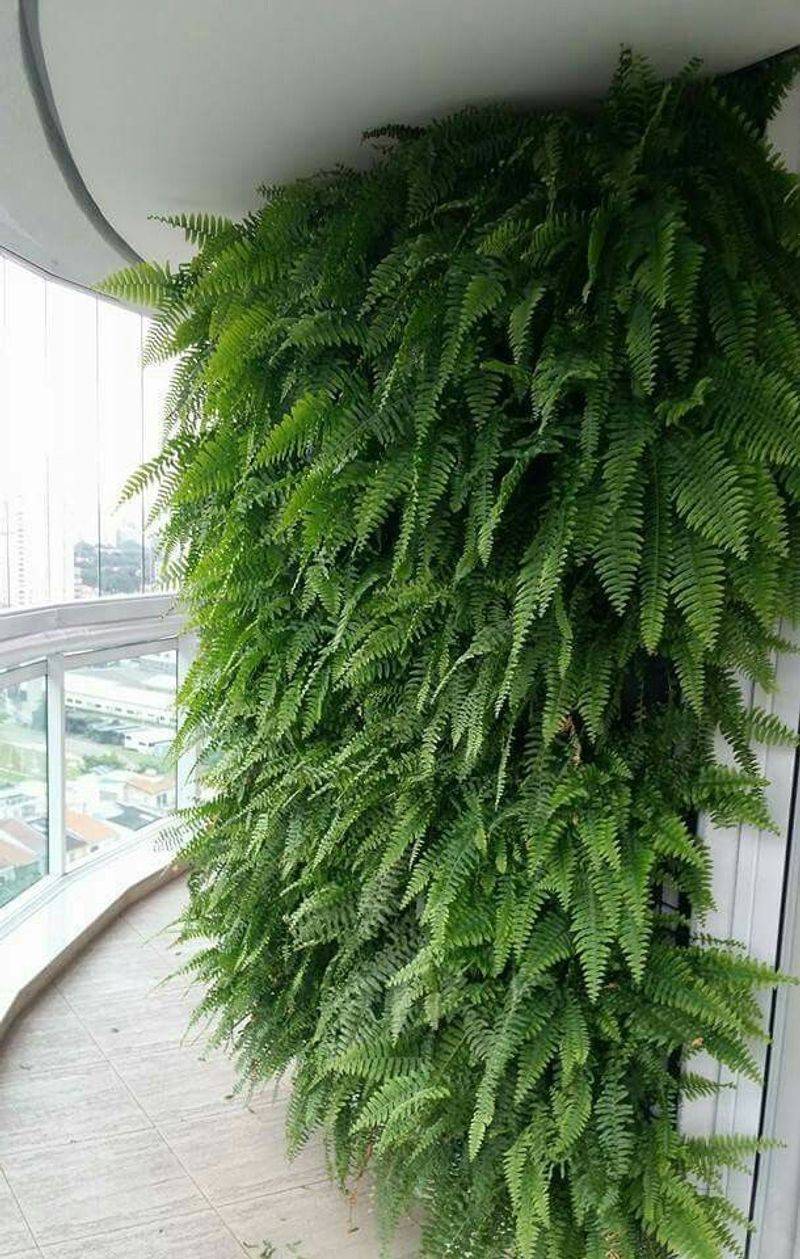 Boston Fern