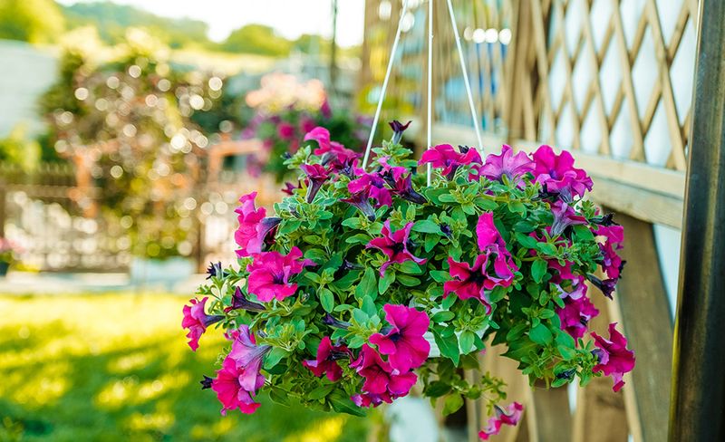 Impatiens (Standard Varieties)
