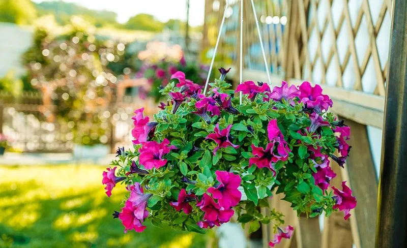 Impatiens (Standard Varieties)
