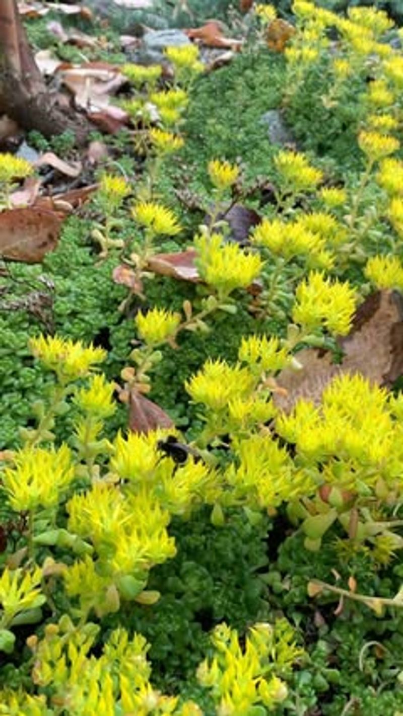 Sedum (Stonecrop)