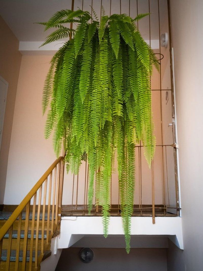 Boston Fern