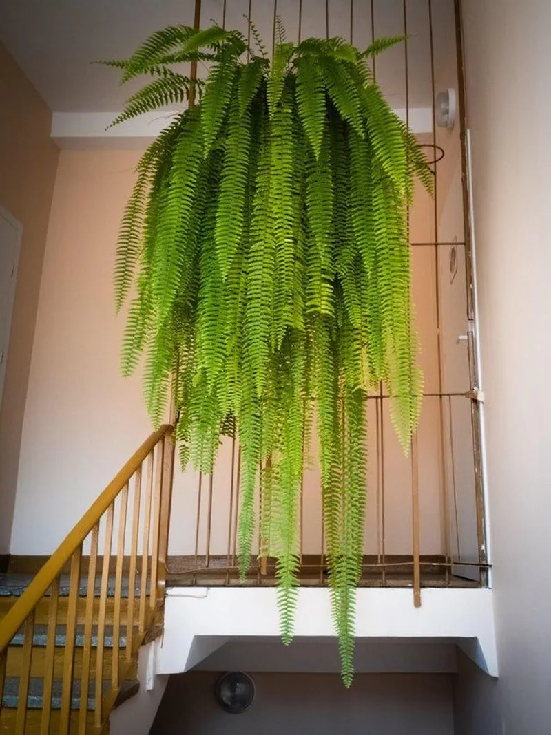 Boston Fern