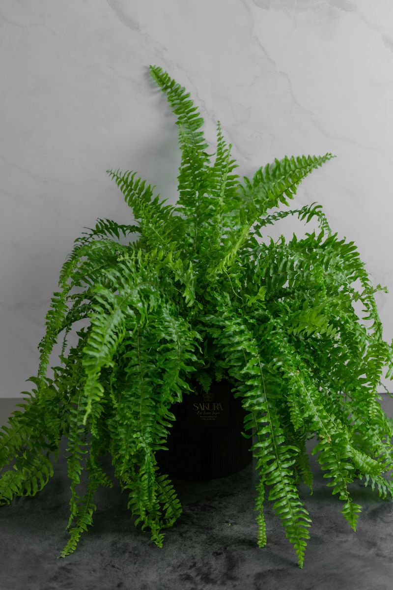 Boston Fern