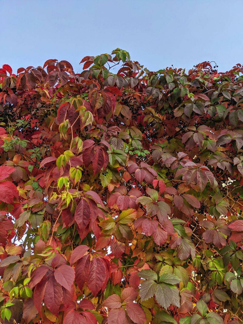 Boston Ivy