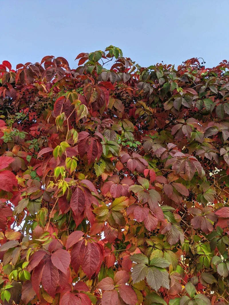 Boston Ivy