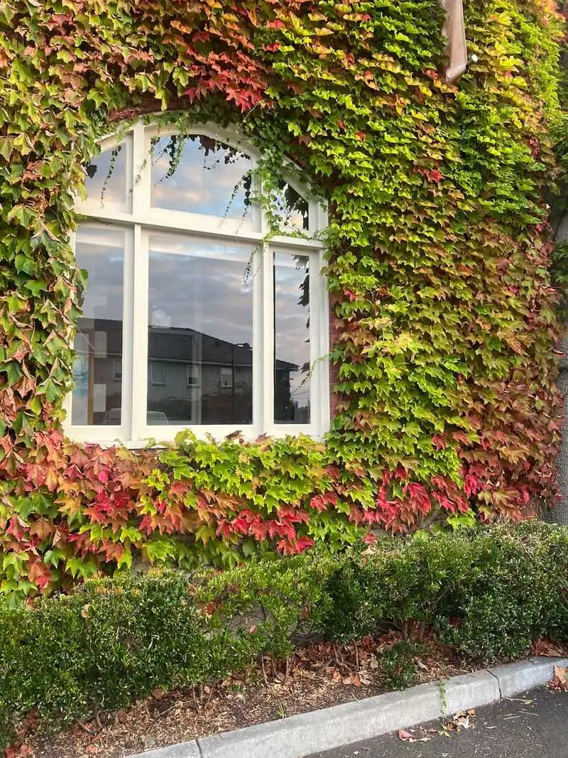Boston Ivy