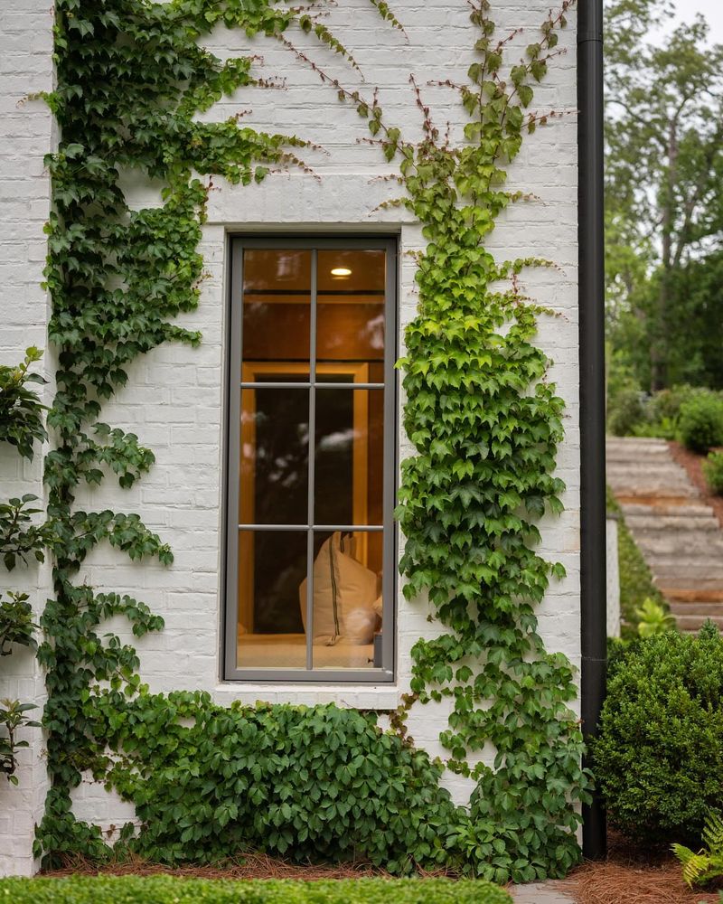 Boston Ivy