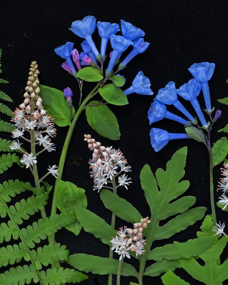 Botanical Art
