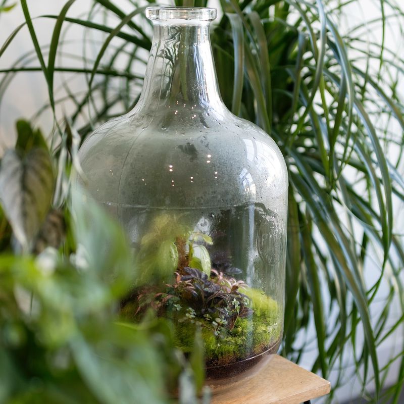 Bottle Gardens