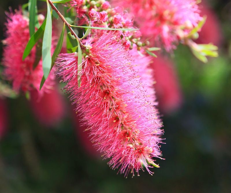 Bottlebrush (Callistemon)