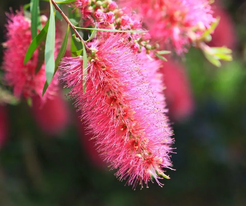 Bottlebrush (Callistemon)