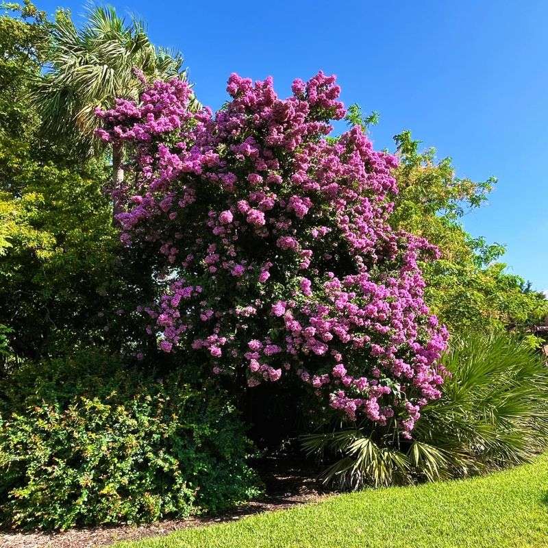 Bougainvillea