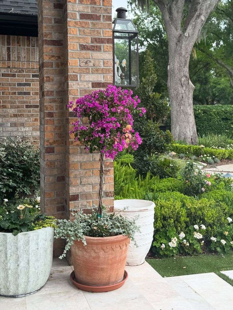 Bougainvillea