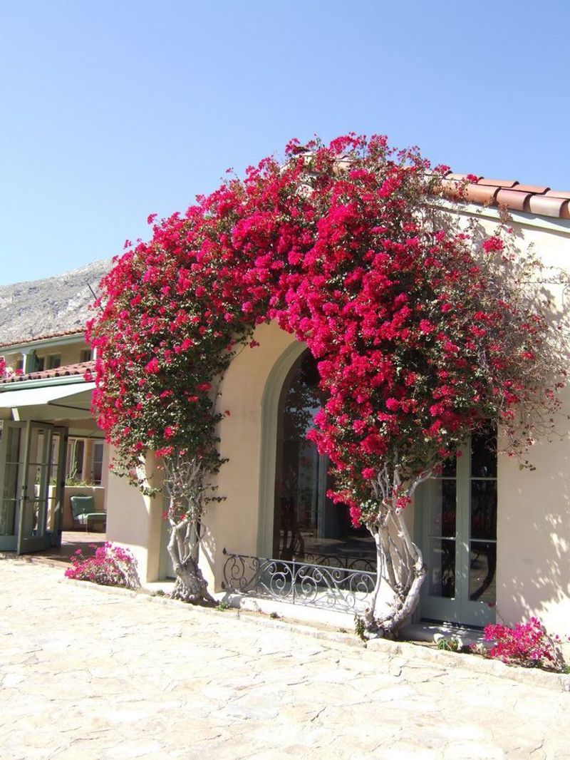 Bougainvillea