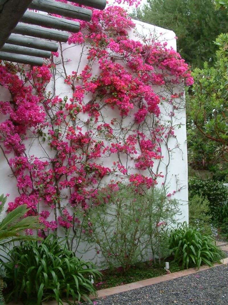 Bougainvillea
