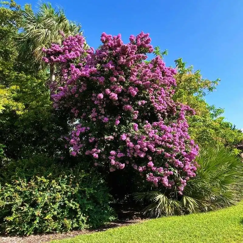 Bougainvillea