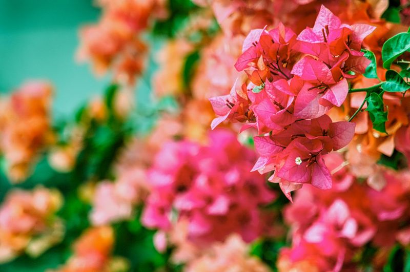 Bougainvillea