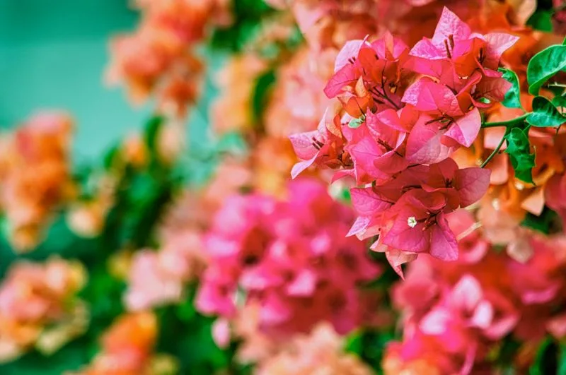 Bougainvillea
