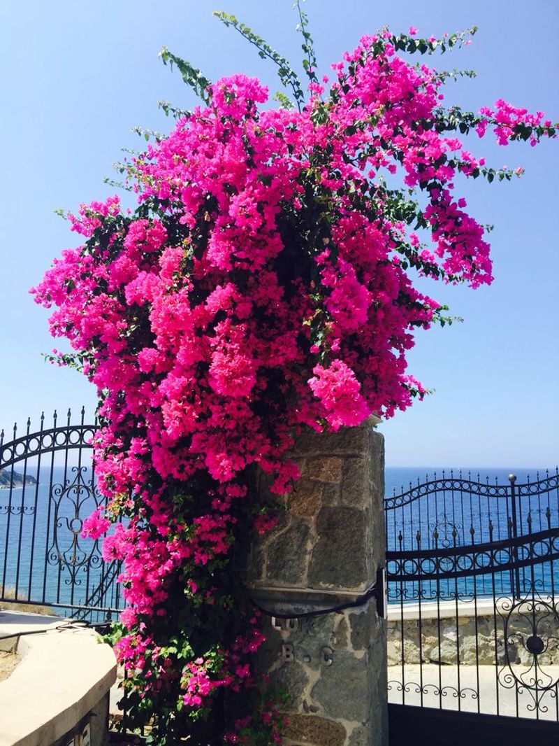 Bougainvillea