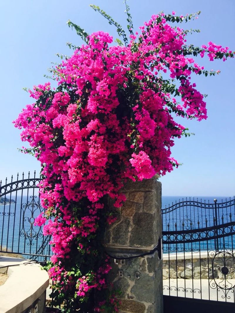 Bougainvillea