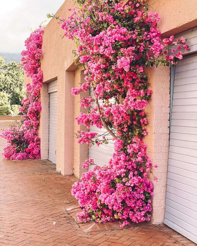 Bougainvillea