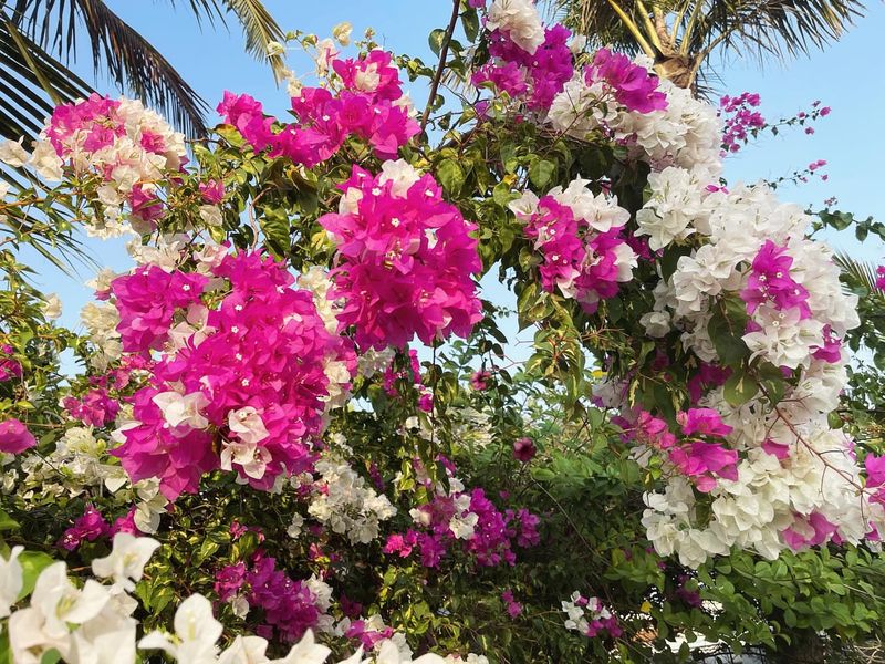 Bougainvillea